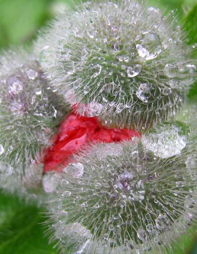 Auf den feinen Härchen der drei Kelchblätter perlen Wassertropfen ab. In der Mitte ist bereits ein Teil der roten Mohnblüte zu sehen.